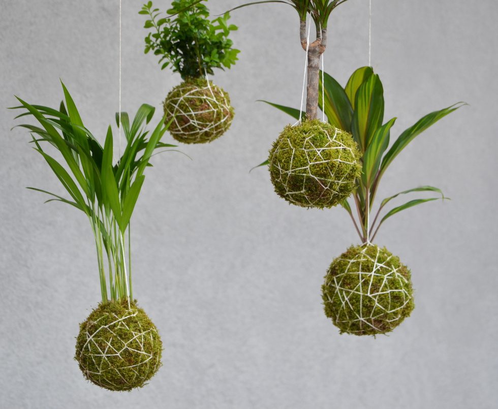 Plusieurs variétés de kokedama suspendus - La Florida studio, CC BY-SA 3.0