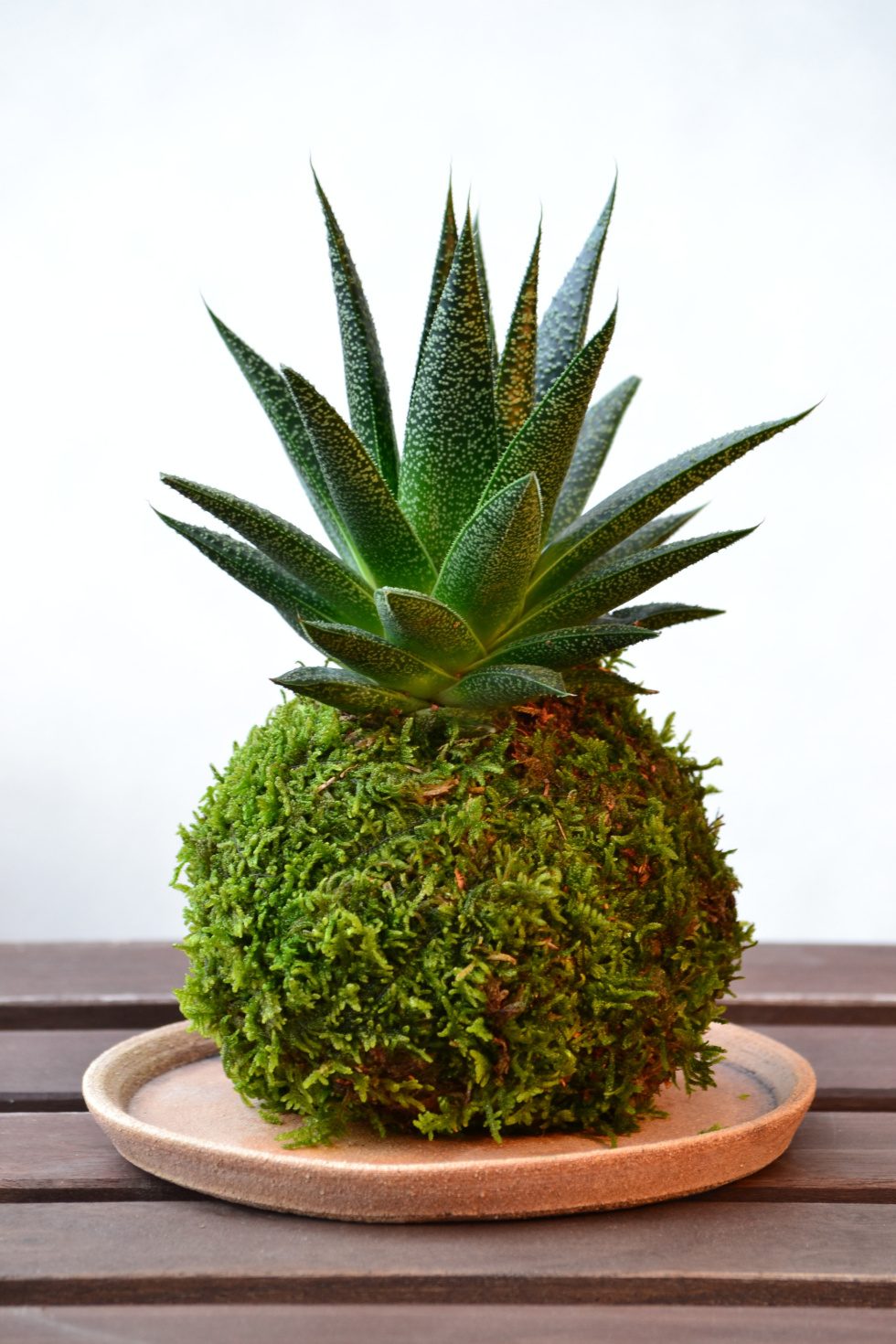 Kokedama posés dans des coupelles : un petit fruitier et une succulente - La Florida studio, CC BY-SA 3.0