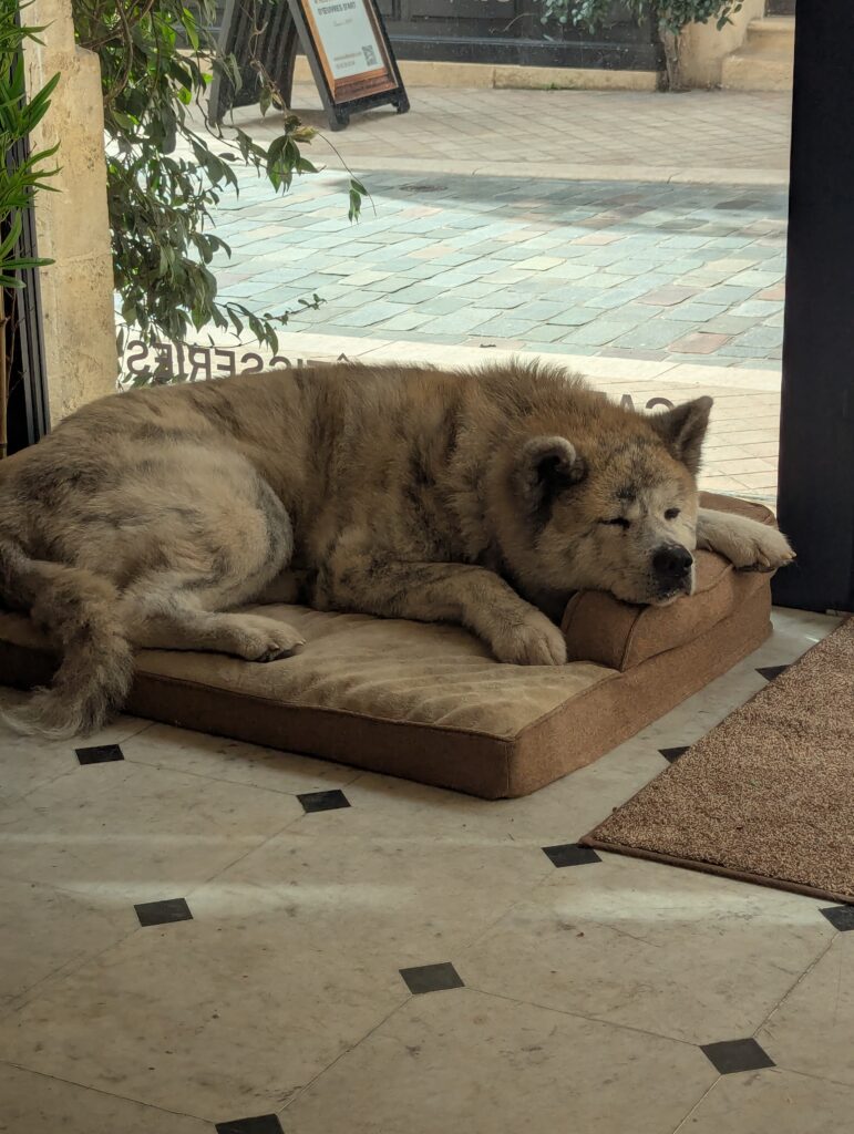 Patate, Akita inu