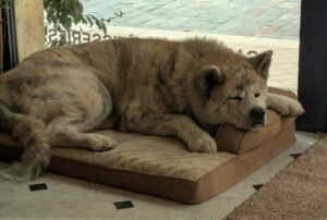 Patate, Akita inu