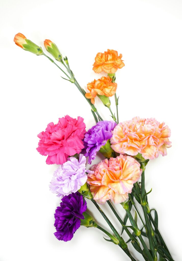fleurs oeillets multicolor