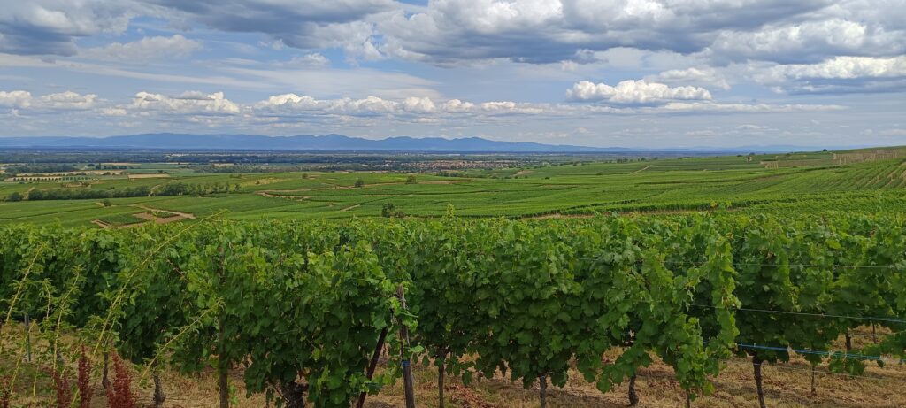 Vignoble Eguisheim
